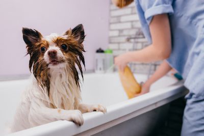 Pet Grooming and Pet Sitting Insurance in Alta Loma , CA by Braunwalder Insurance