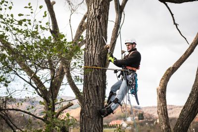 Tree Trimming Insurance in Alta Loma , CA by Braunwalder Insurance